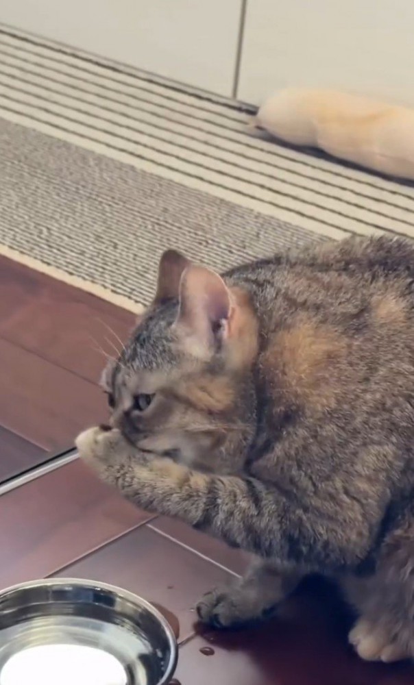 口を手で覆う猫3