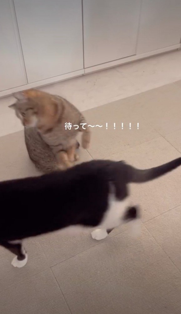 黒白に飛び掛かるキジ猫