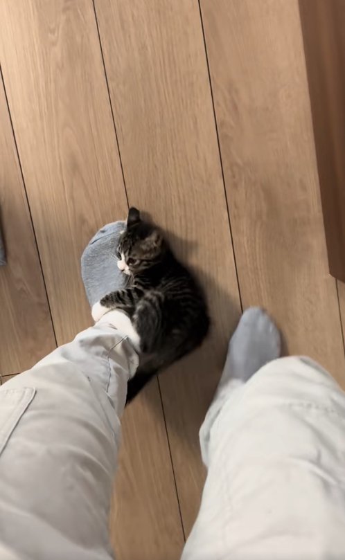 保護主の左足首にしがみついている子猫