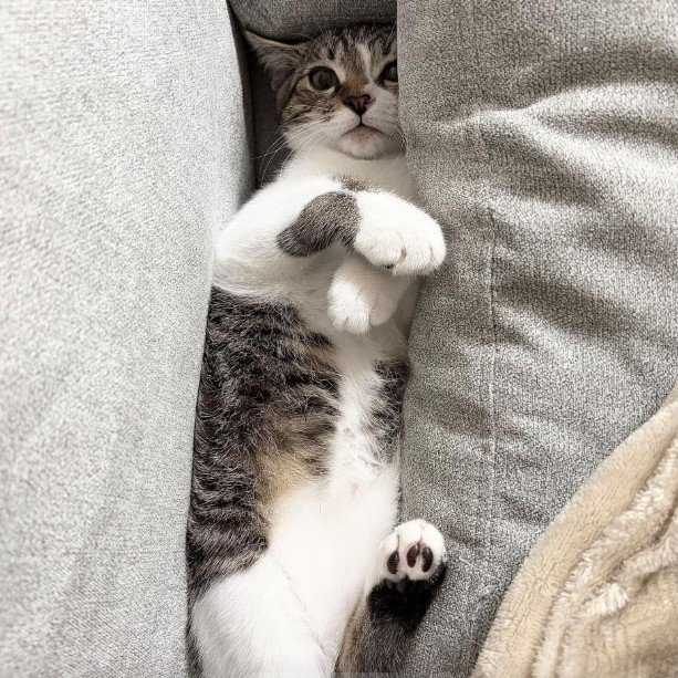 ソファにはさまる子猫