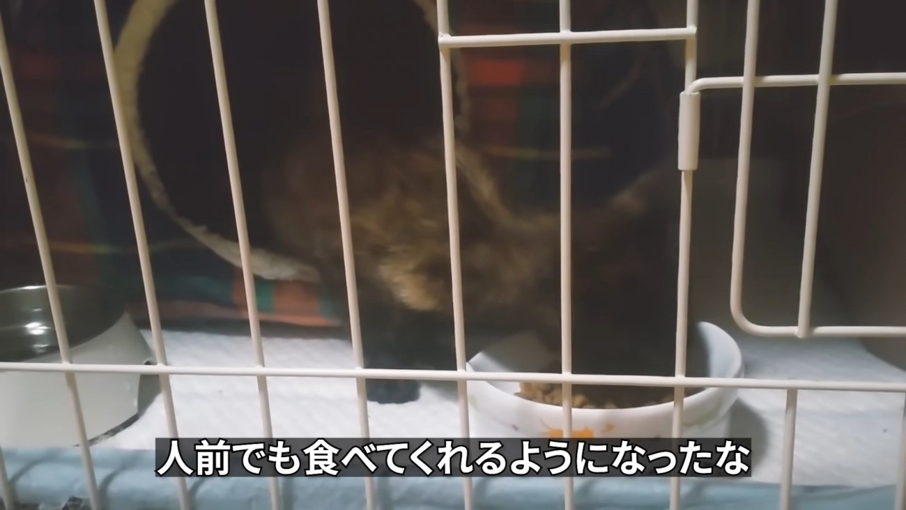ごはんを食べる子猫