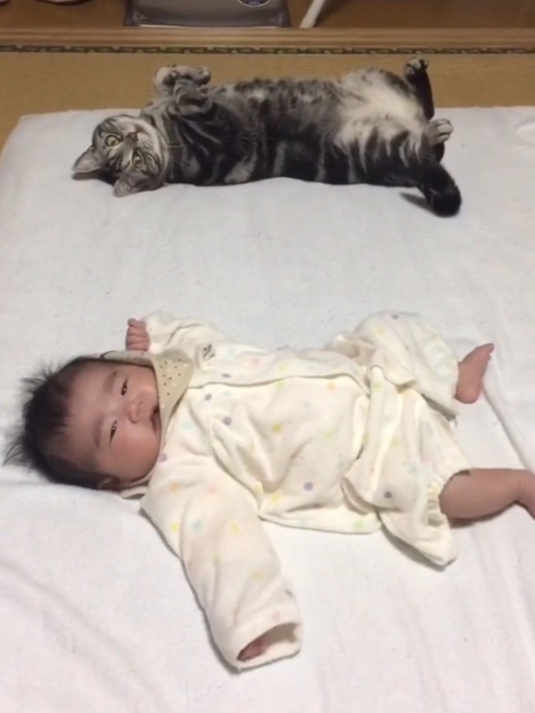 仰向きのまま振り返る猫