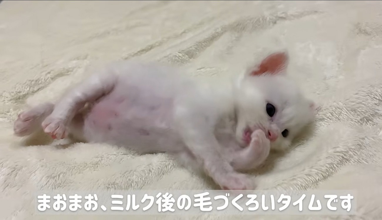 横になって毛づくろいしている子猫