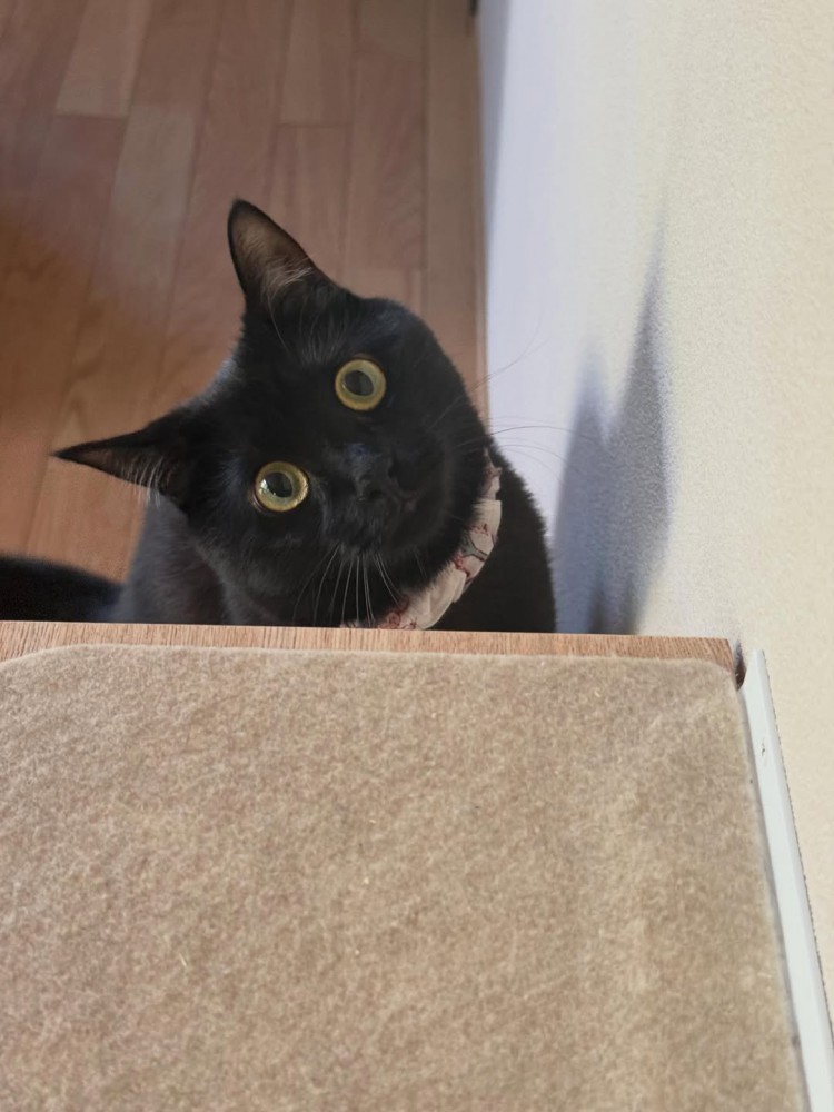 首を傾げる猫