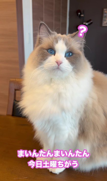 テーブルの上の猫