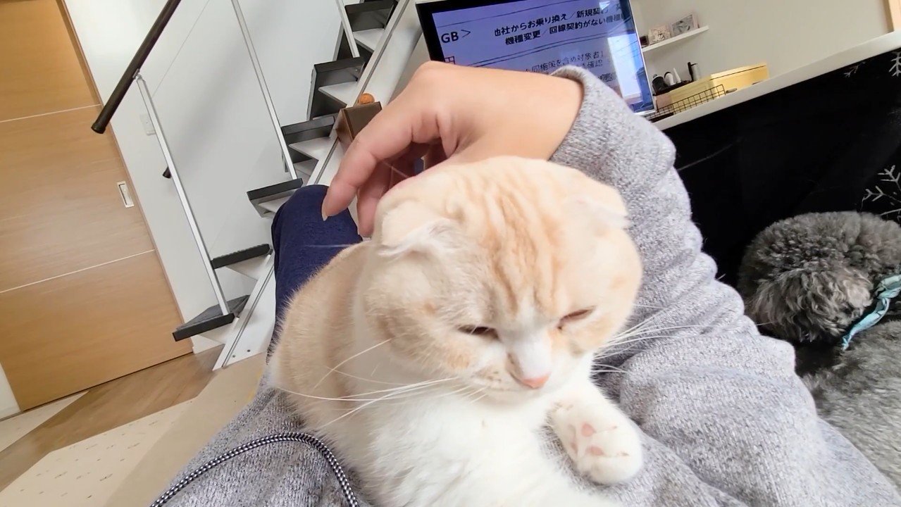 お腹の上