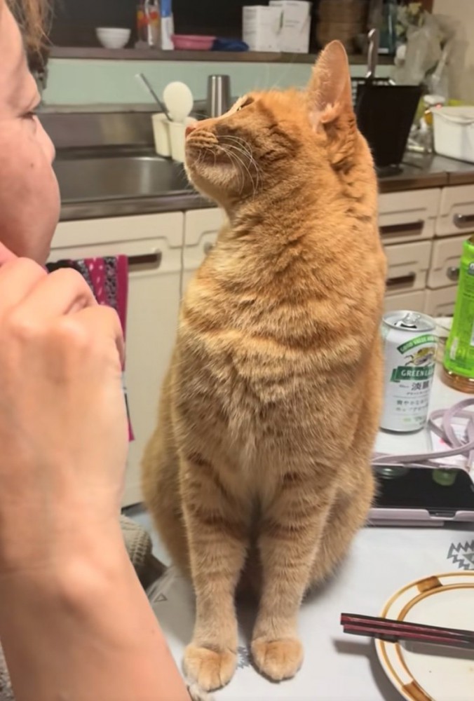 知らんぷりする猫2