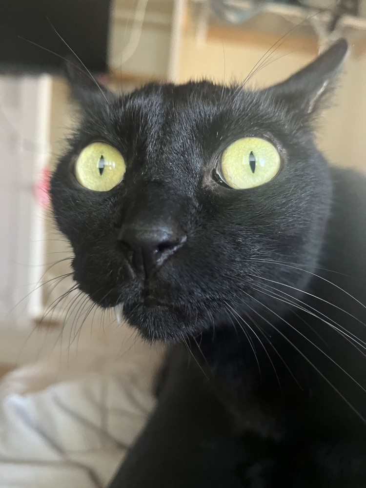 丸い目の黒猫