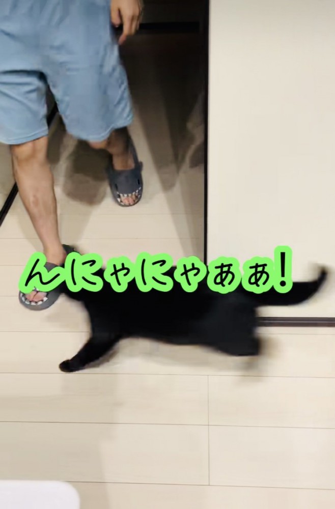 お父さんの前に飛び出す黒猫