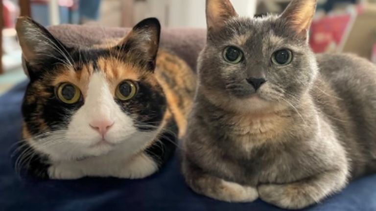 室内にいる猫たち