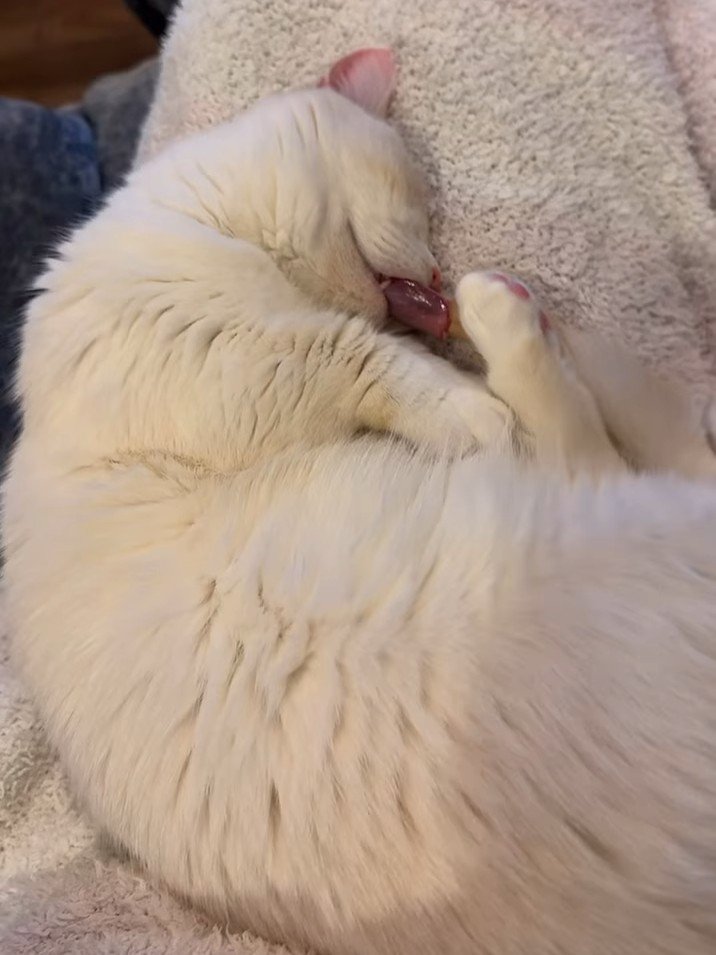 寝ている猫の背中