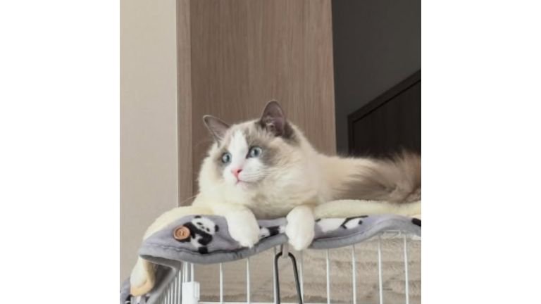 室内にいる猫