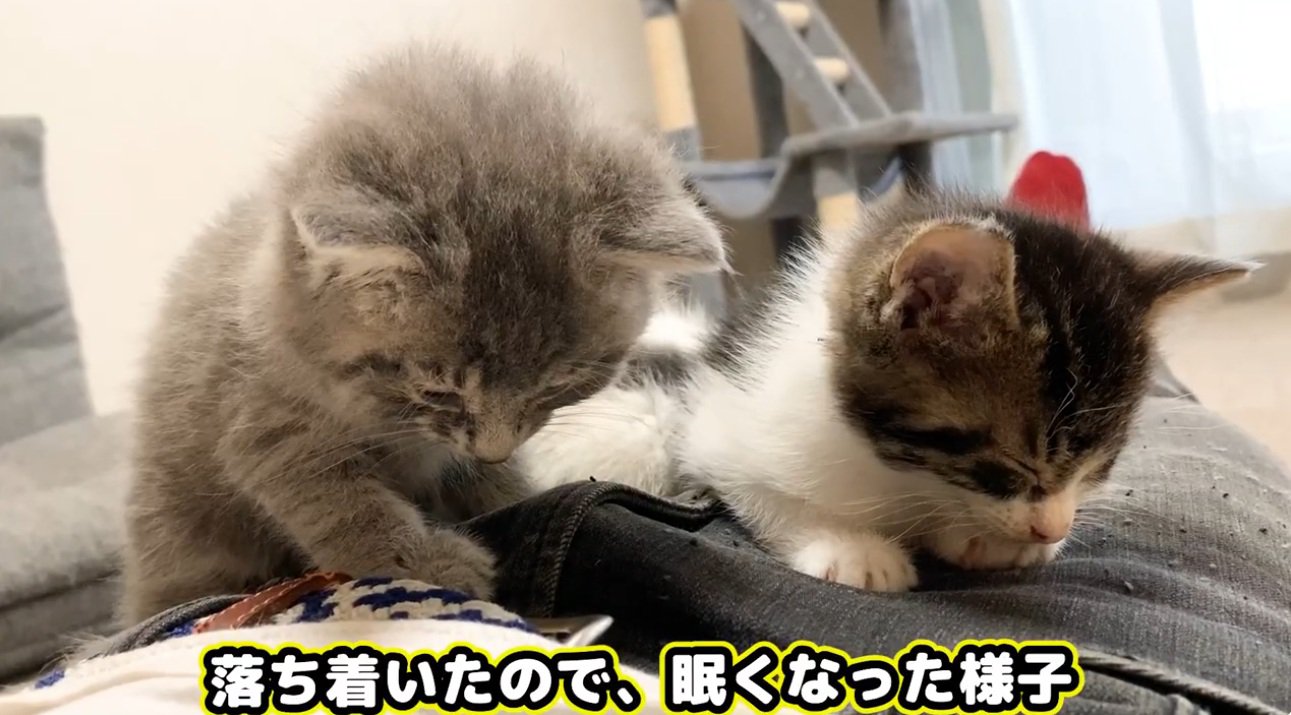 飼い主のお腹の上で眠る子猫