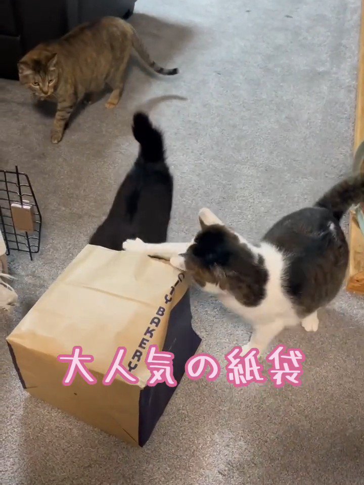 紙袋に集まる猫たち