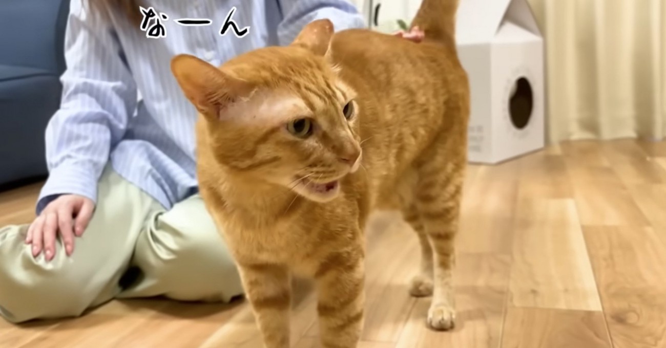 気持ちよくて鳴くまるとら