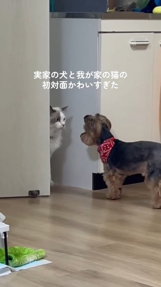 一瞬顔を近づける猫さん