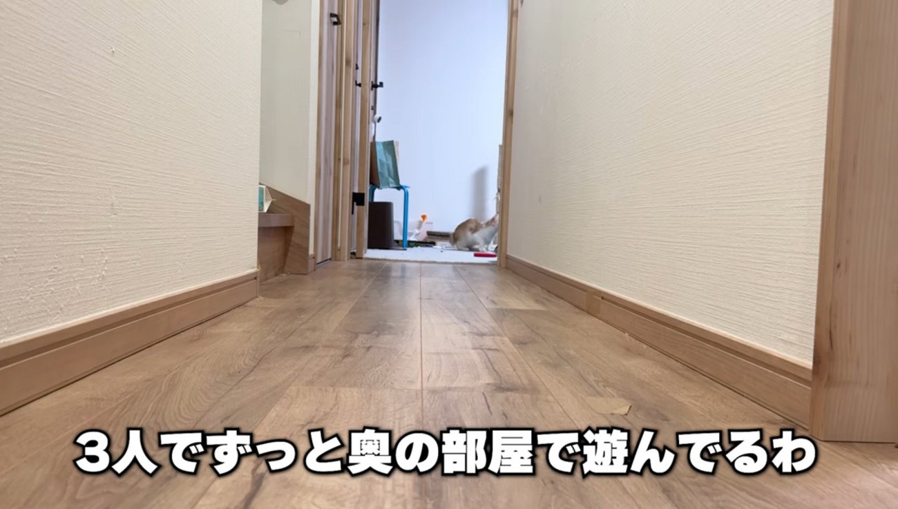 部屋で遊ぶ猫