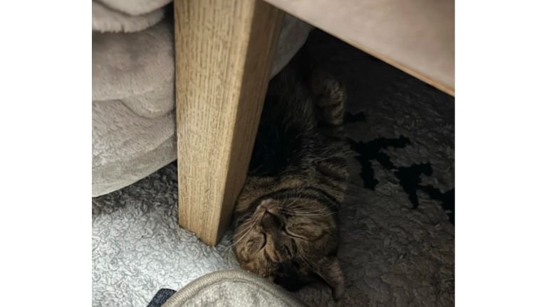 こたつで眠る猫