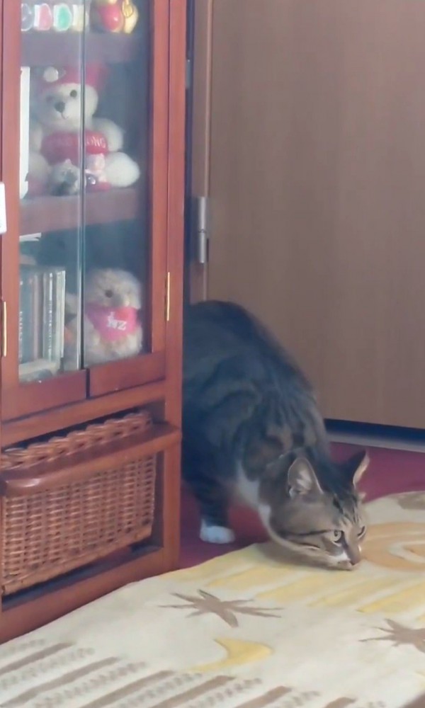 においを嗅ぐ猫