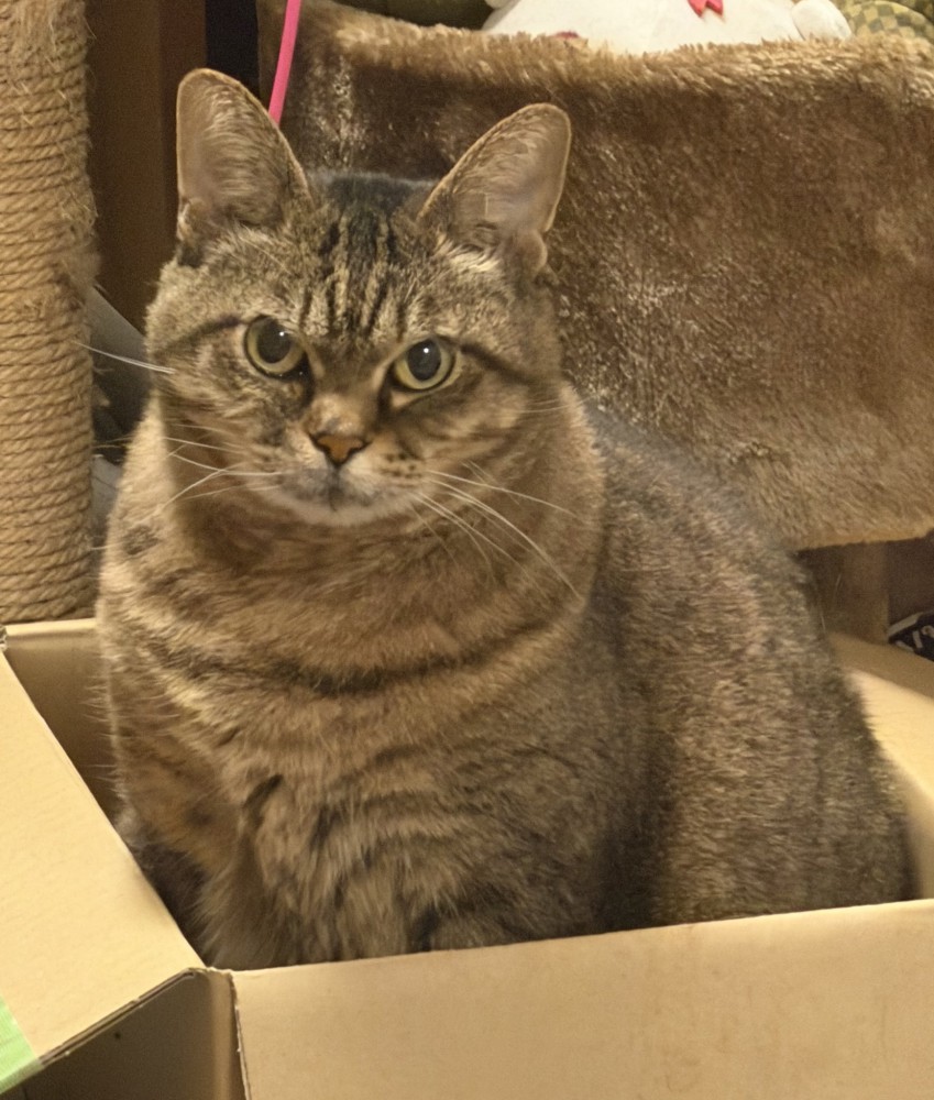 段ボール箱の中に座って飼い主を見つめる猫