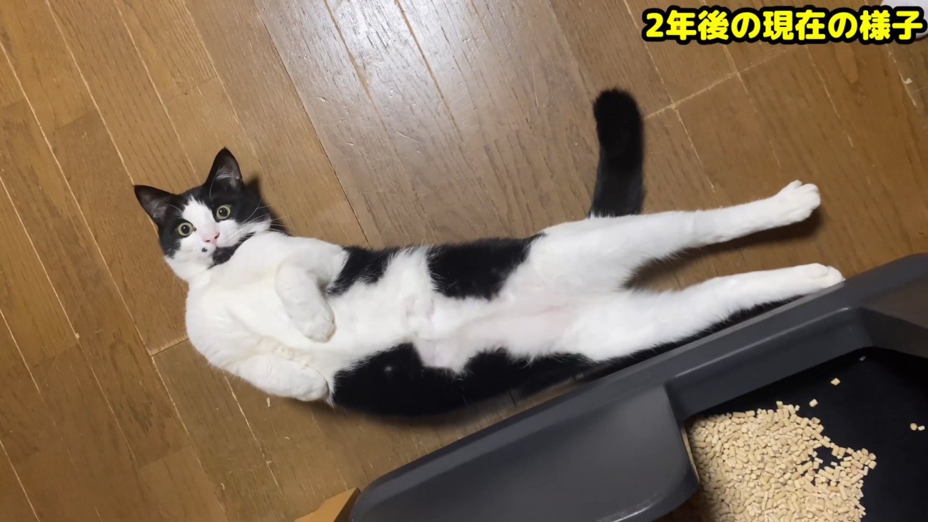 仰向けの猫