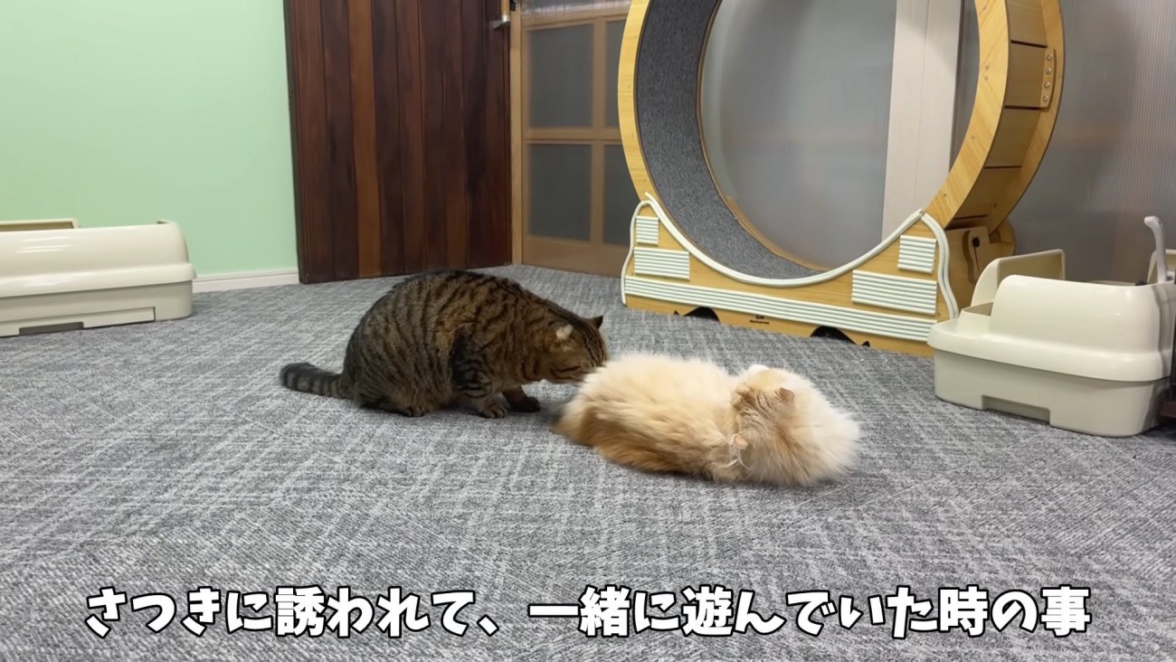 おしりを嗅ぐ姿