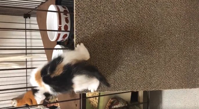 爪研ぎの上に乗ってケージの隙間から中に入っている子猫