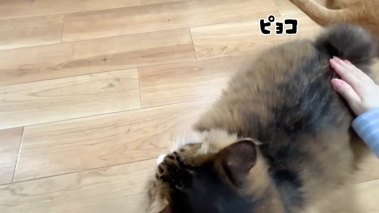 ピョコ