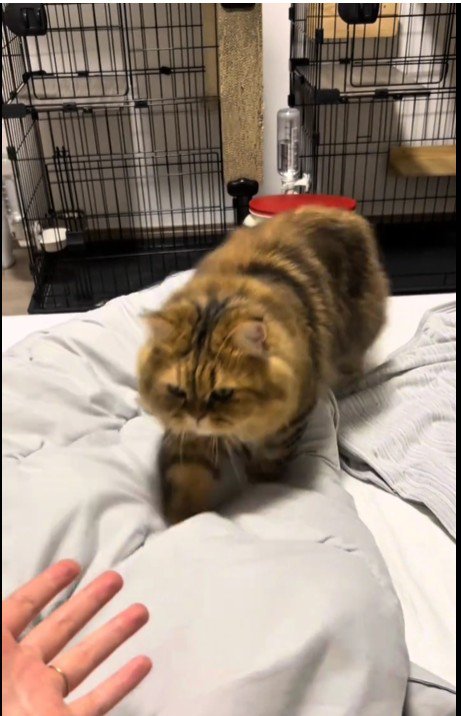 ベッドの上を歩いている猫