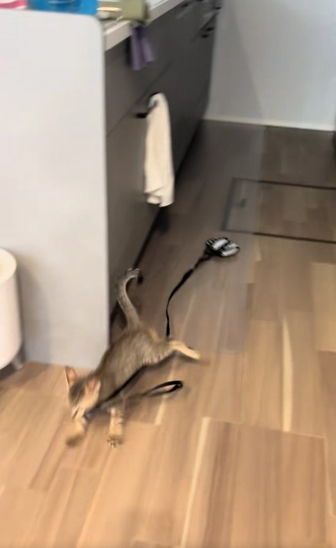 ハーネスをくわえて全力疾走する子猫