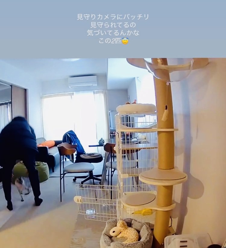 パパの抱っこから床に下りた保護猫