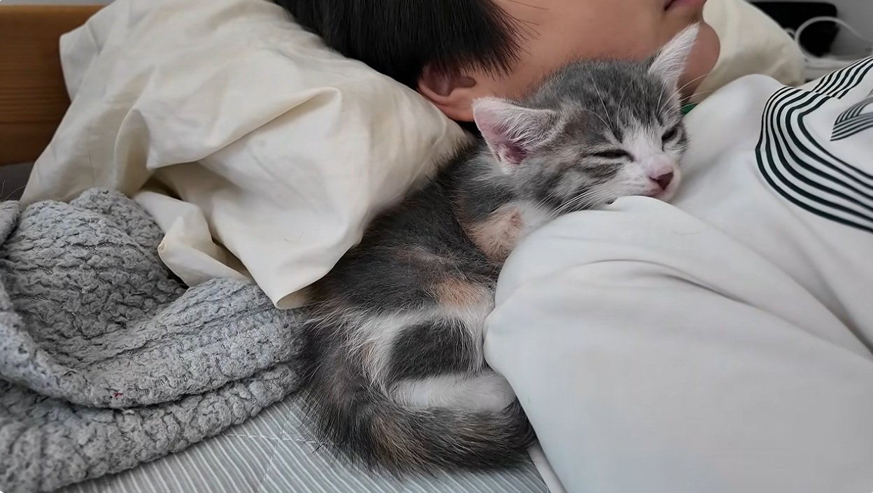 子供と寝る子猫