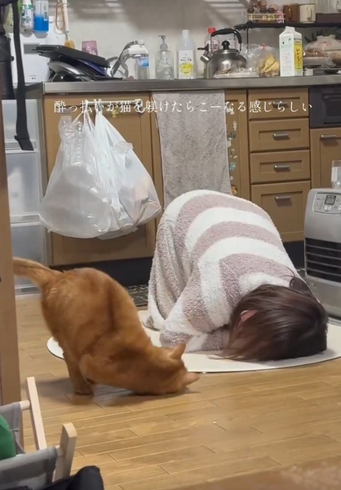 同じポーズをする猫