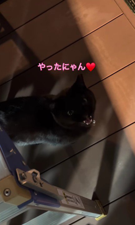 鳴いている猫