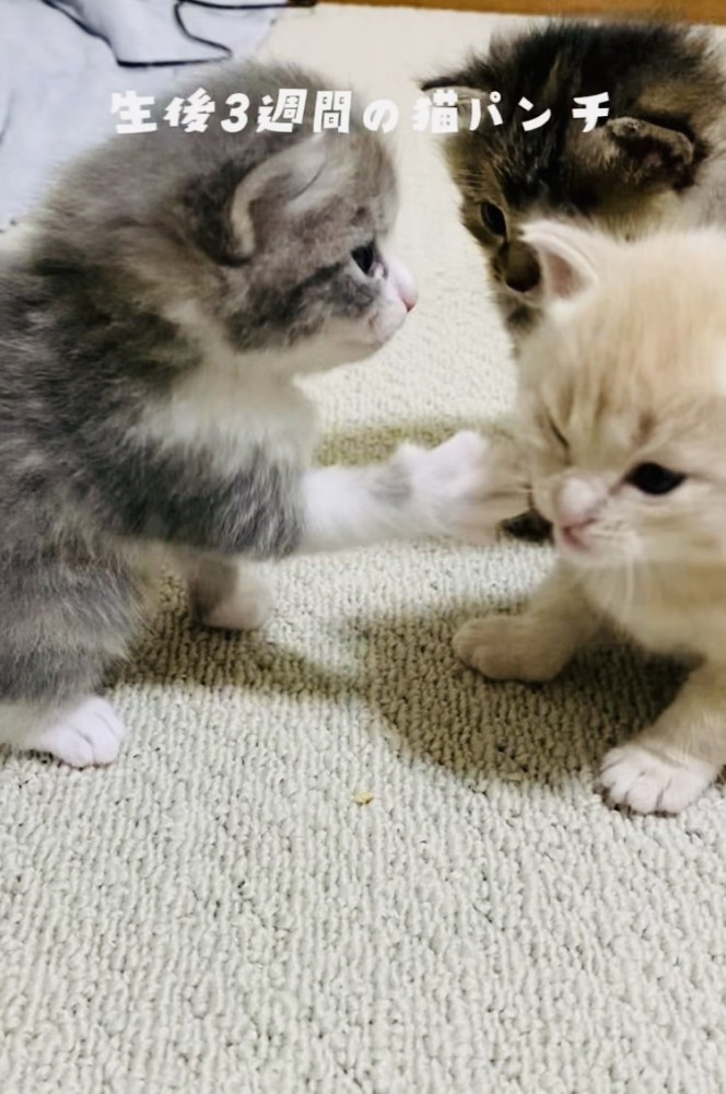クリーム子猫に猫パンチするグレー子猫とそれを見る焦げ茶子猫
