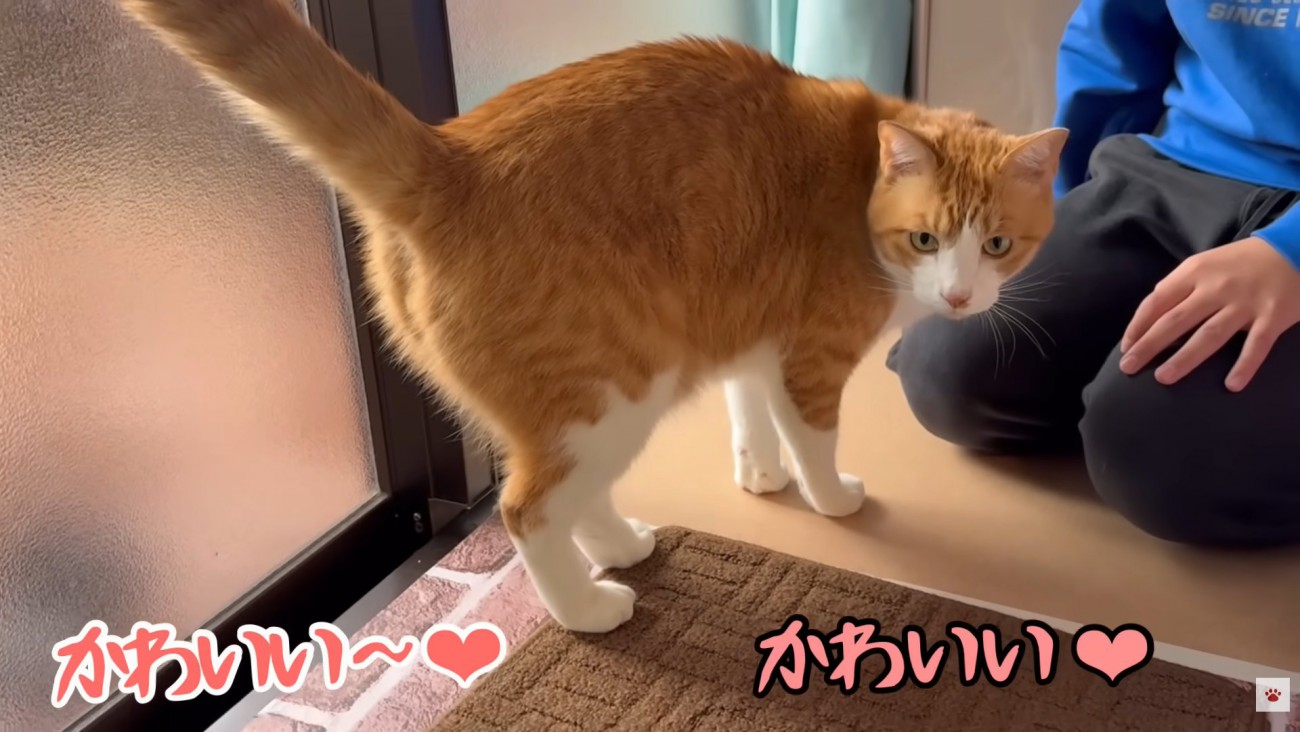 テロップ「かわいい～」