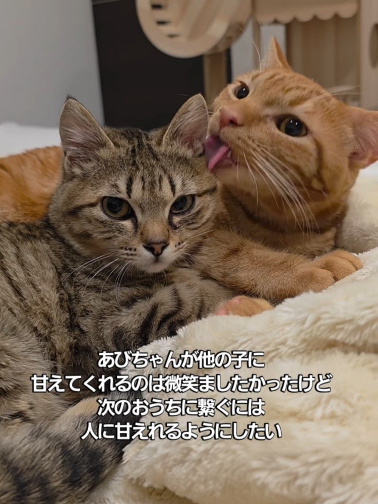 茶トラに毛づくろいされる子猫