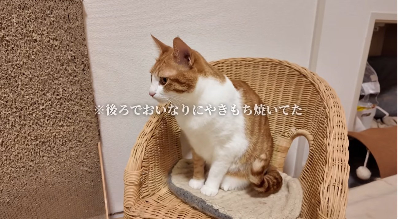 椅子に座っている猫