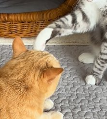 右足で茶トラ猫の頭を触るサバ白猫の前足