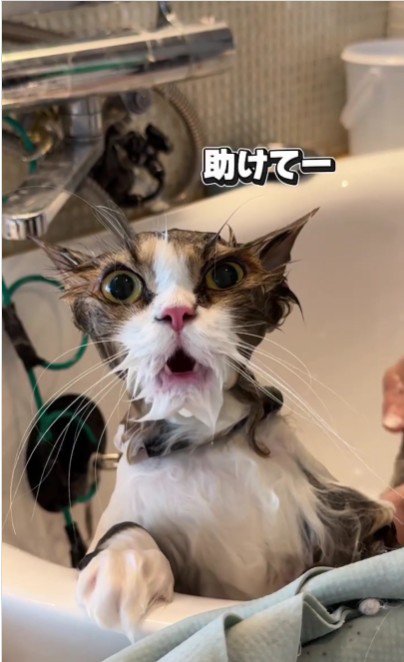 シャンプーをしている猫