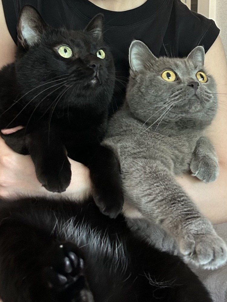 抱っこされる黒猫とブリティッシュショートヘア