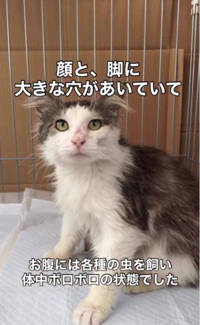 座っている猫