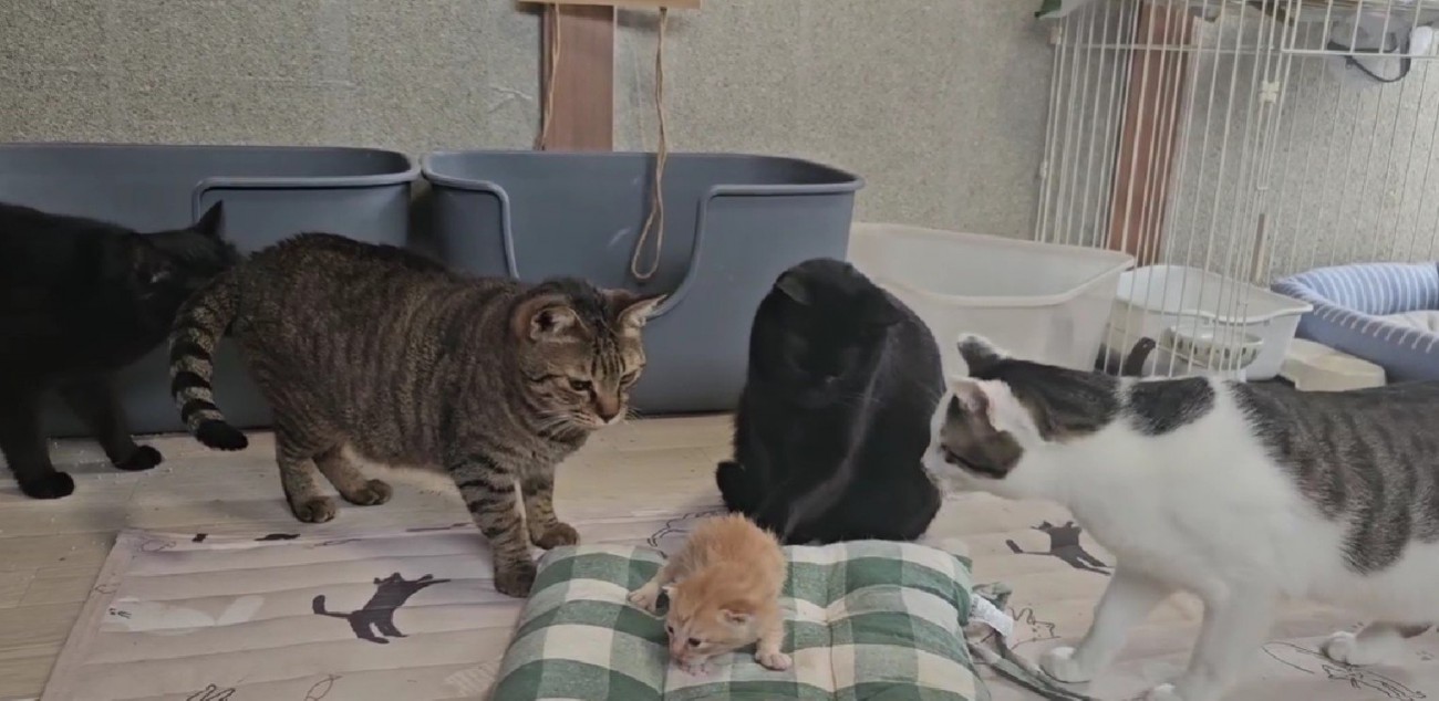子猫の周りに集まる猫たち