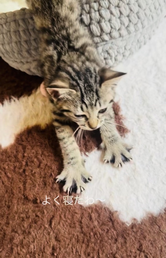 猫用ベッドを出ながら伸びをする子猫