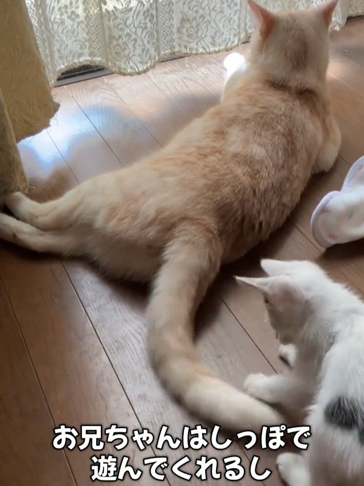 成猫のしっぽであそぶ子猫