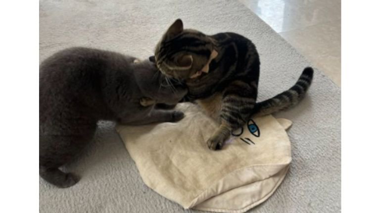 じゃれあっている猫たち