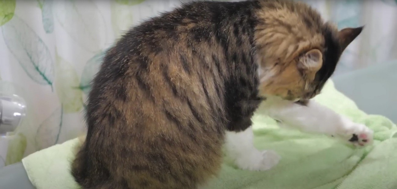 毛づくろいをしている猫