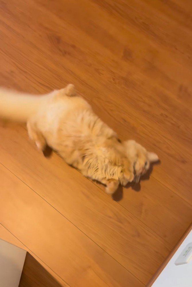 床に寝転がる猫