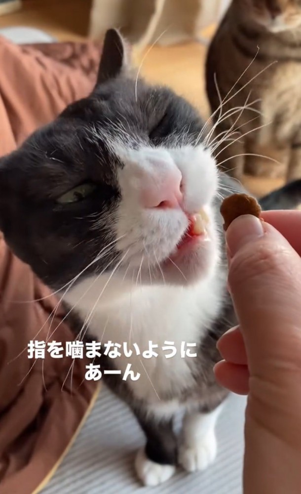 食べようとする猫
