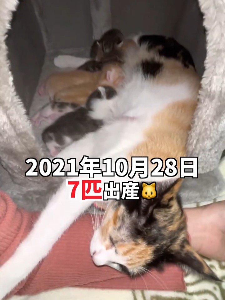 箱の中にいる猫の親子